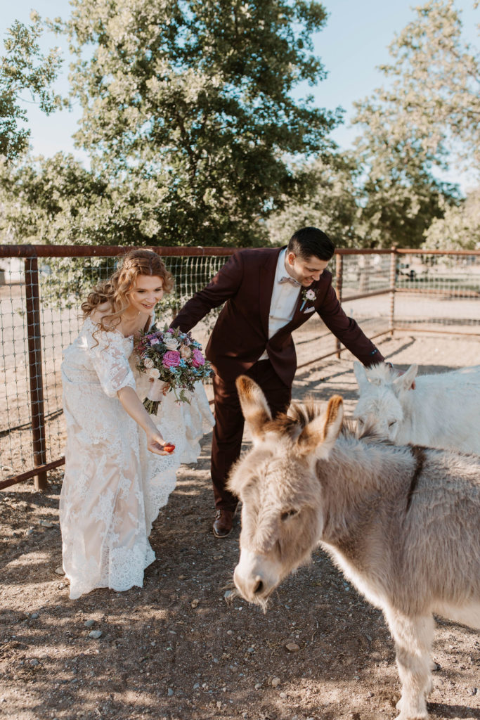 Bride and groom petting donkeys