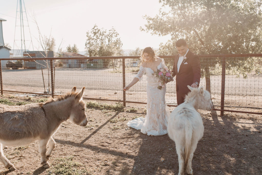 Bride and groom petting donkeys