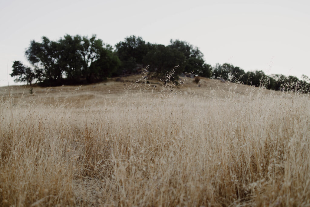 10 Year Anniversary Photoshoot in Pilot Hill, California